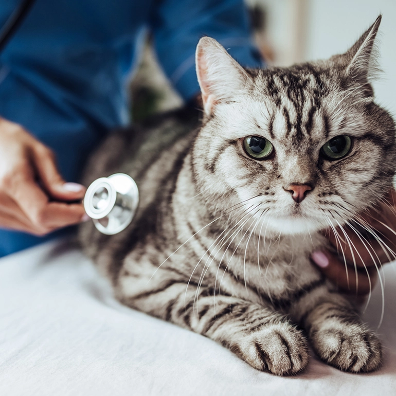 veterinaire-sylvie-masure-a