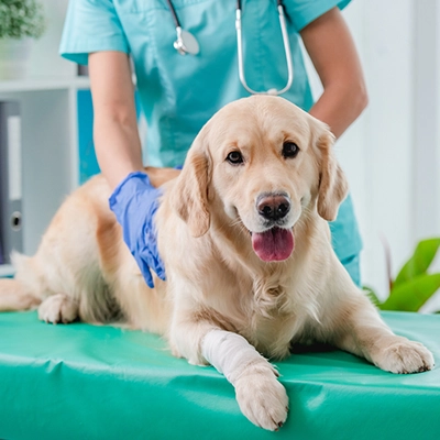 veterinaire-sylvie-masure-c