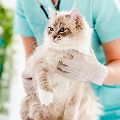 veterinaire-sylvie-masure-d