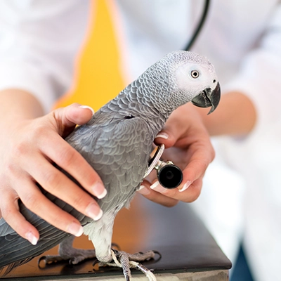 veterinaire-sylvie-masure-e