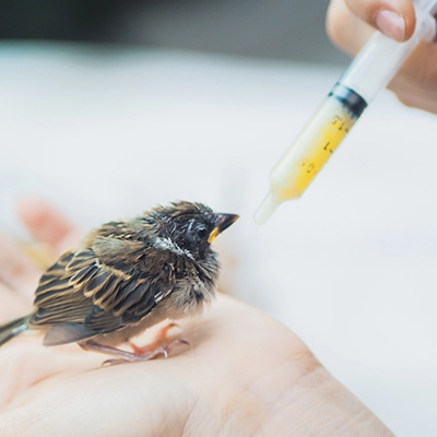 veterinaire-sylvie-masure-g