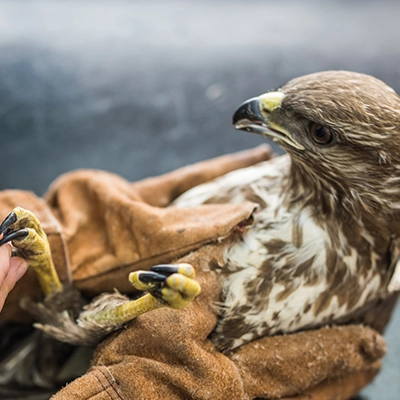 veterinaire-sylvie-masure-i