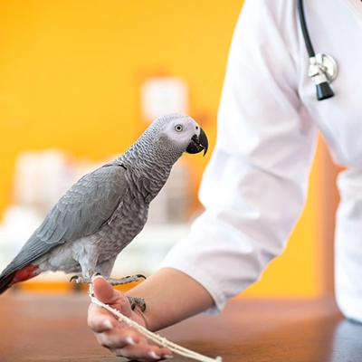 veterinaire-sylvie-masure-k