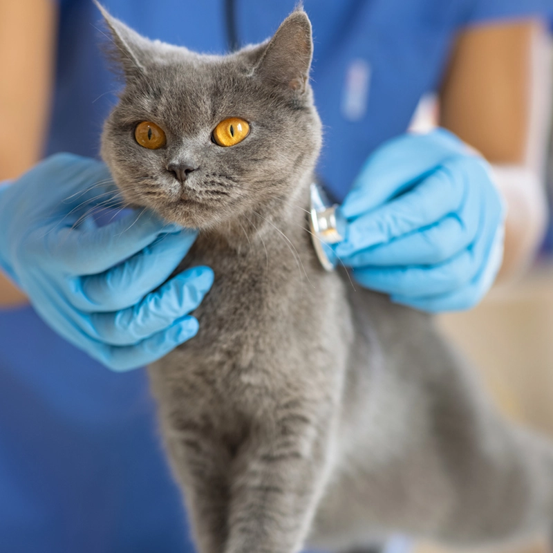 veterinaire-sylvie-masure-m