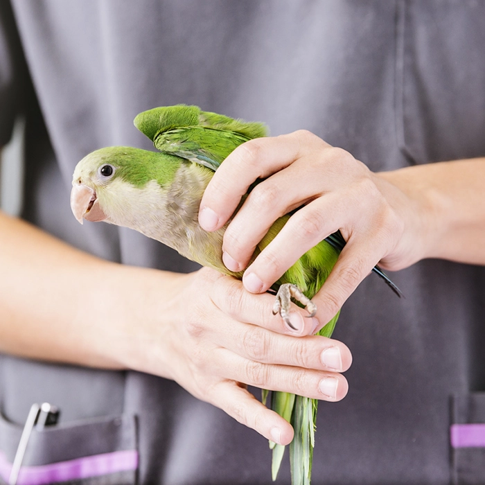 veterinaire-sylvie-masure-n